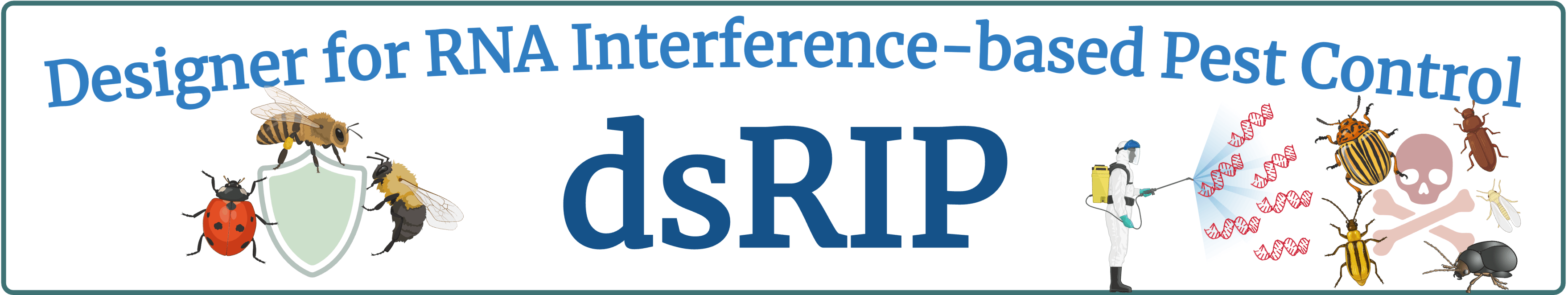 dsRIP: Designer for RNA Interference-based Pest Control